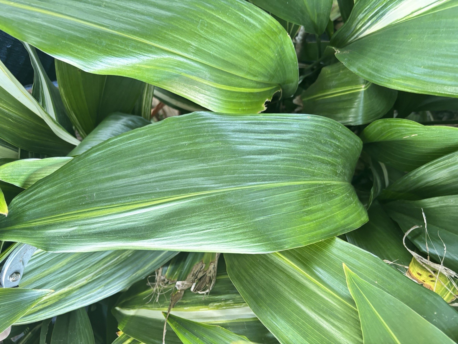 Cast iron Aspidistra 8- Bare Root Leaves With Rhizome 20-25”