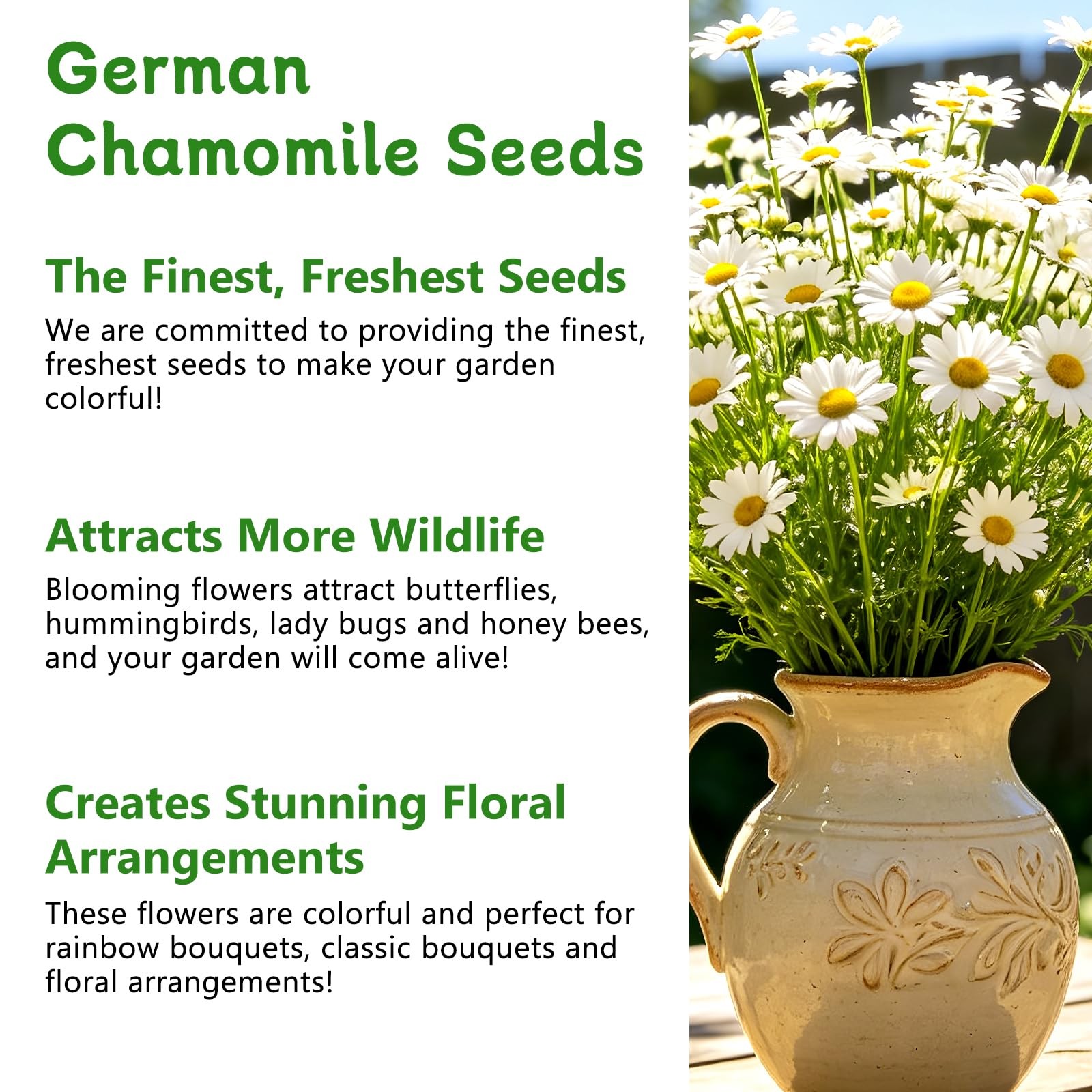 German Chamomile Seeds, 60,000+ Chamomile Flower Seeds Bulk for Planting Outd…