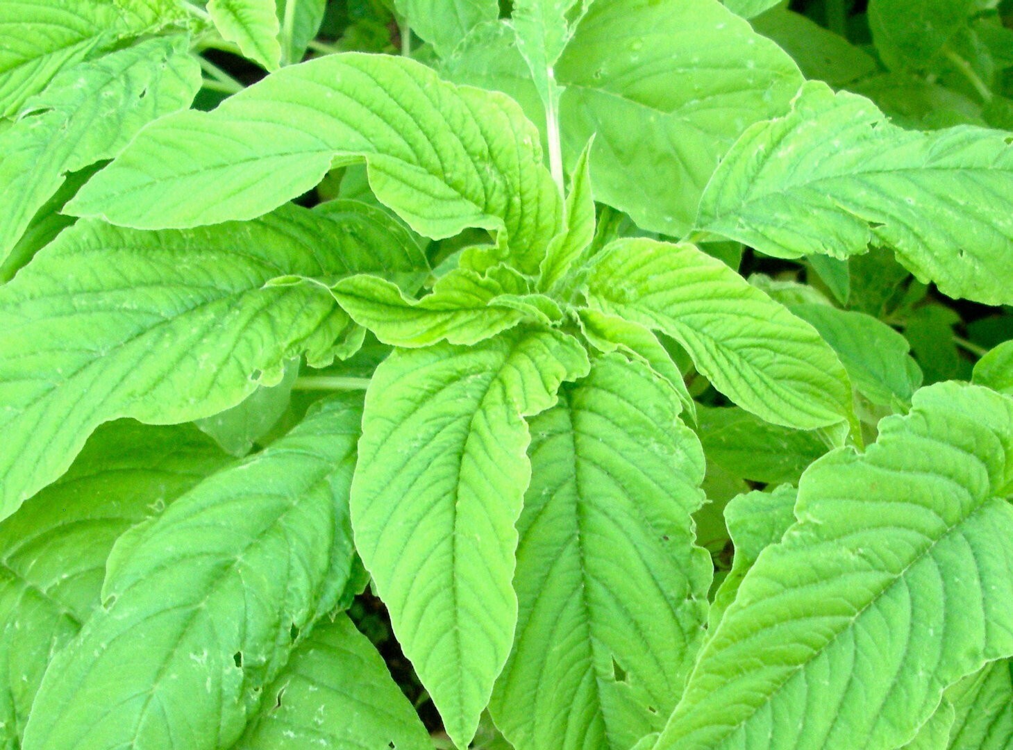 2000 Varieties Red, Green, Green+Red Edible Amaranth Spinach Seeds