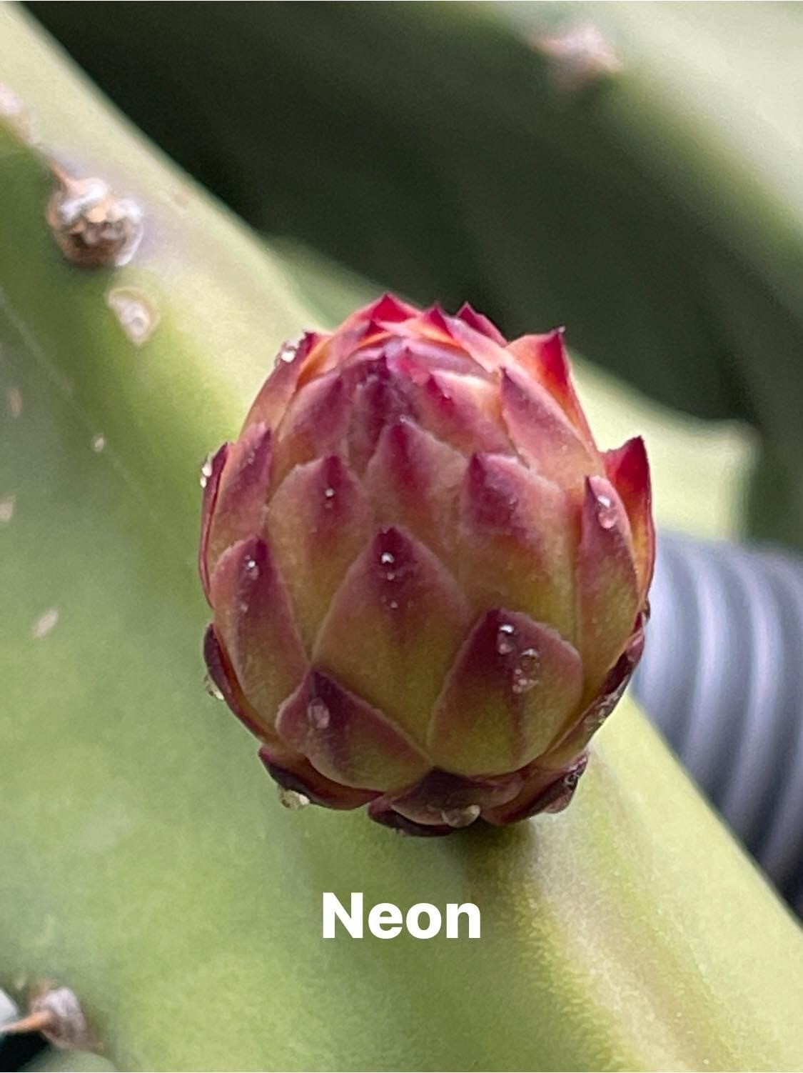 ULTRA RARE DRAGON FRUIT CUTTINGS – MULTIPLE VARIETIES – 8″ – 12: SIZE