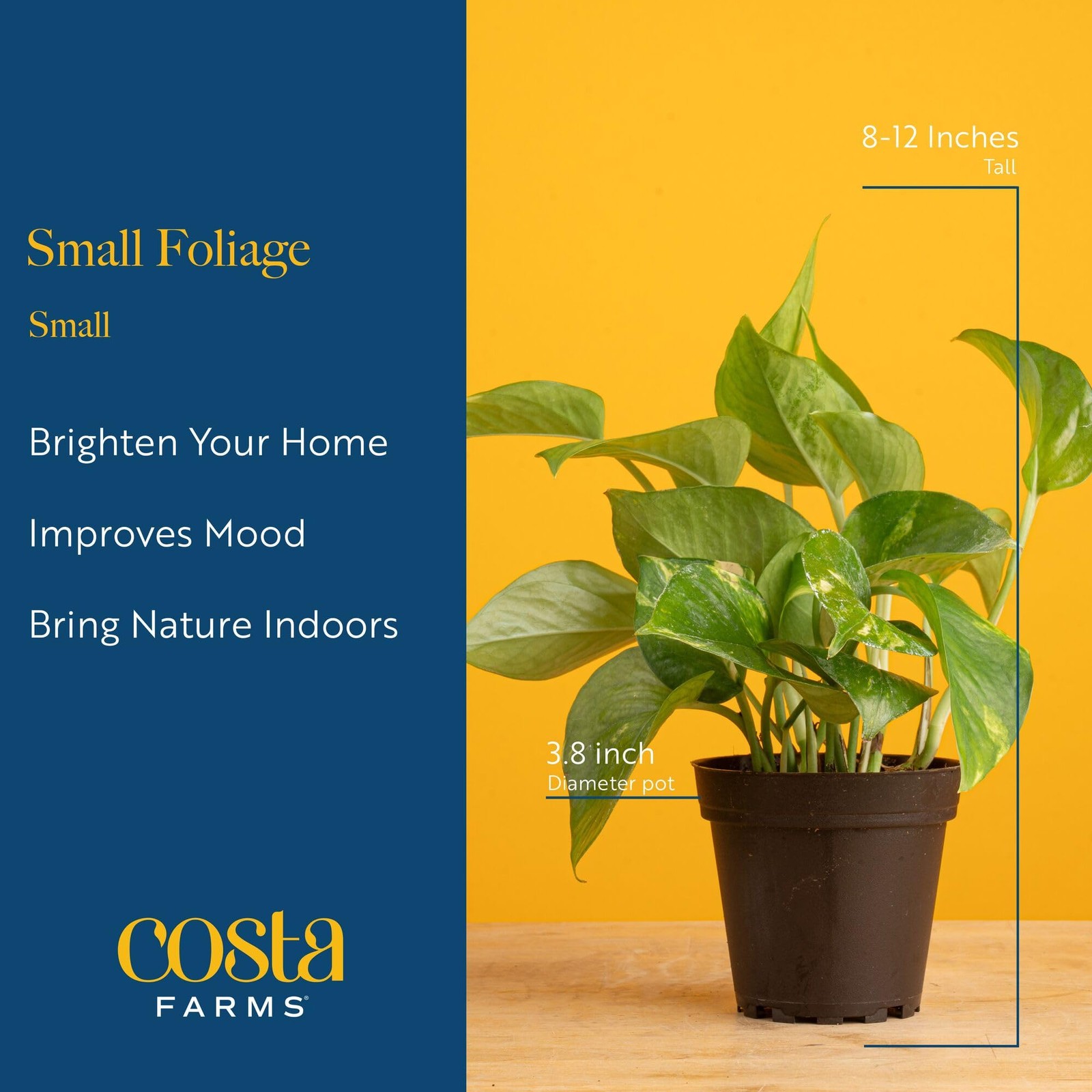 Live Indoor House Plants (3-Pack), Hand Selected Easy to Maintain Indoor Asso…