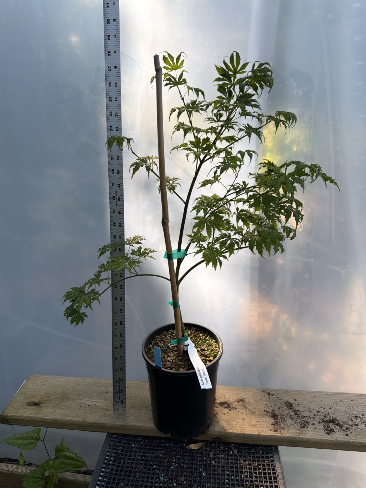 Sister Ghost 1g, Japanese Maple