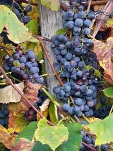 Old Fashion Concord Grape Starter Plant 6-14” Bare Root
