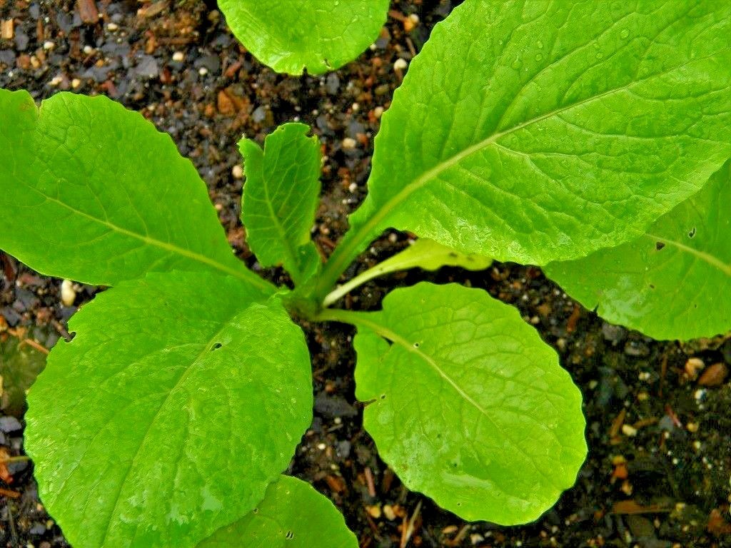 600+TENDERGREEN MUSTARD Seeds Organic Spring Fall Garden Container Greens Easy
