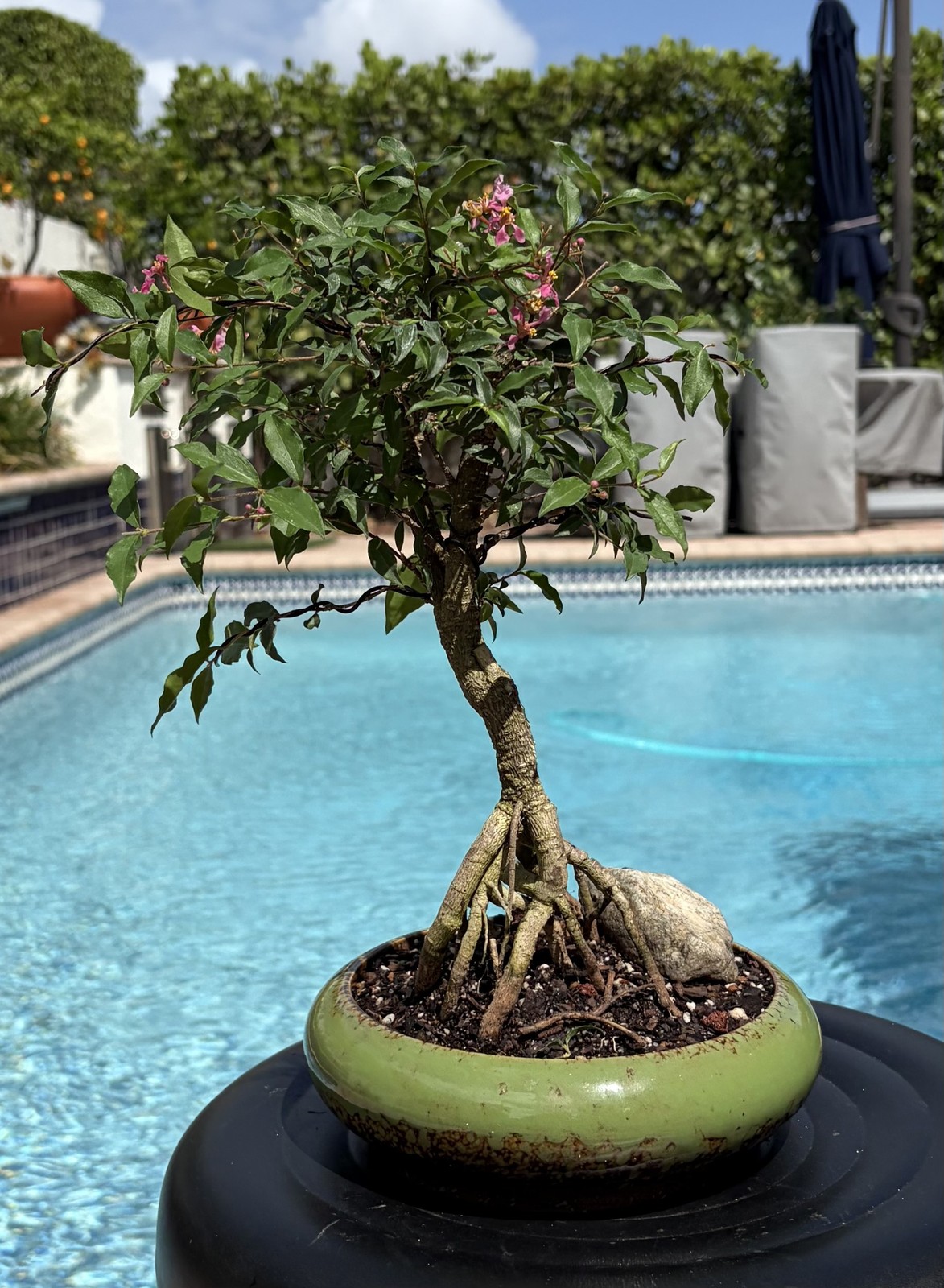 Barbados Cherry Exposed Roots Shohin Bonsai (Malpighia Emarginata)