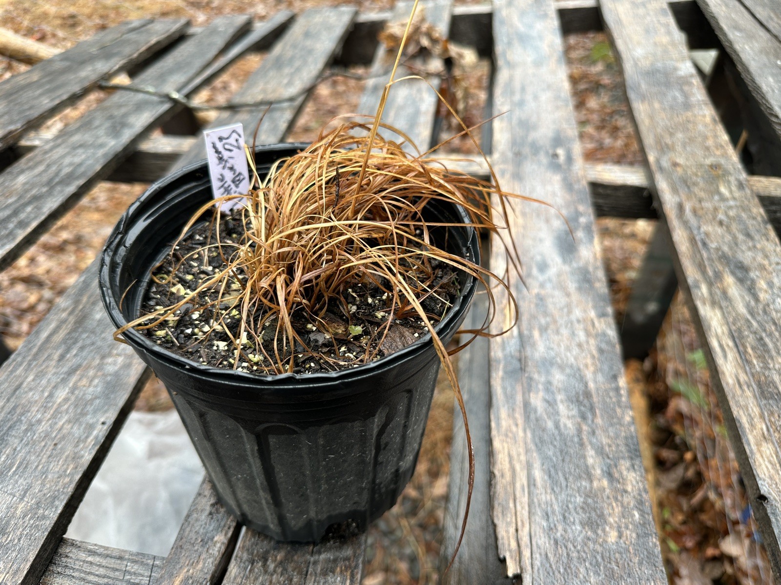 LIVE PLANT Little Bluestem Grass Schizachyrium scoparium (One Gallon pot)
