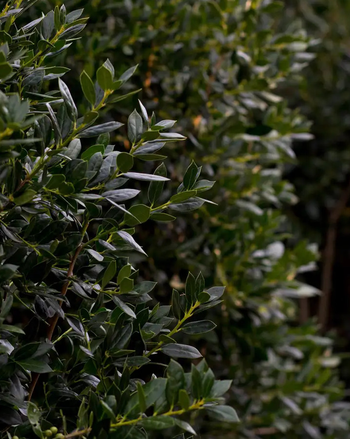 Needle Point Holly – Live Plant in Quart Pot – Evergreen Ornamental Shrub