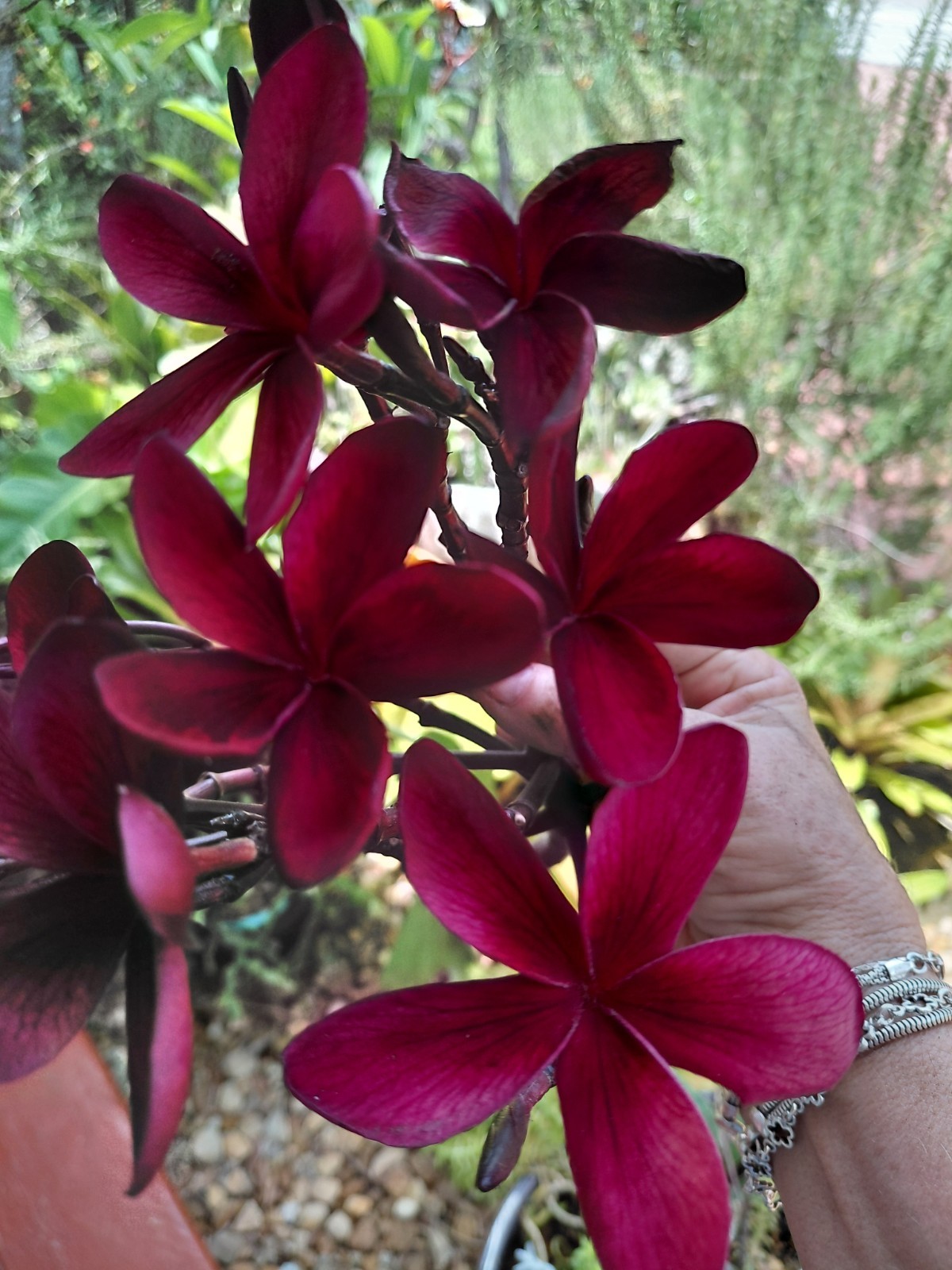 Hawaiian Red Plumeria (Frangipani) Plant 8″ ROOTED with Leaves – Mavina