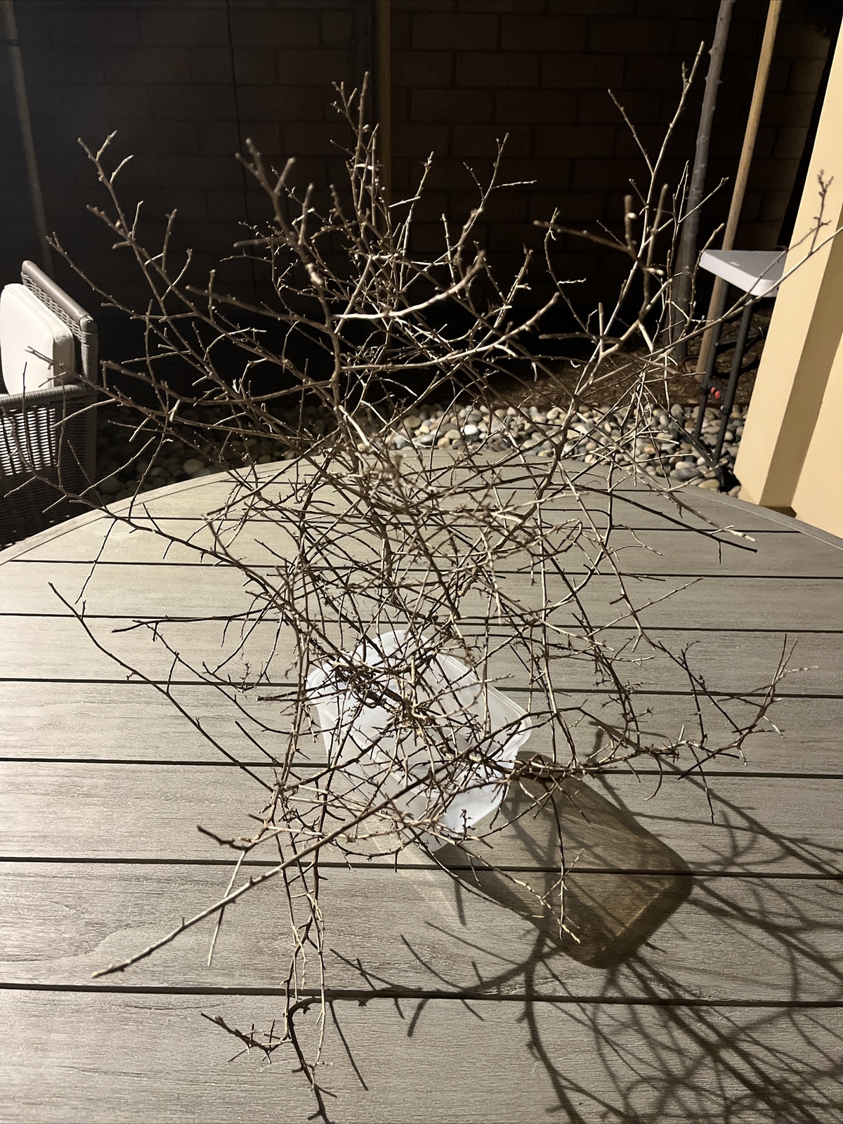 tumble weed, California High Desert, 22 H20 w plant setting, Roughly shaped
