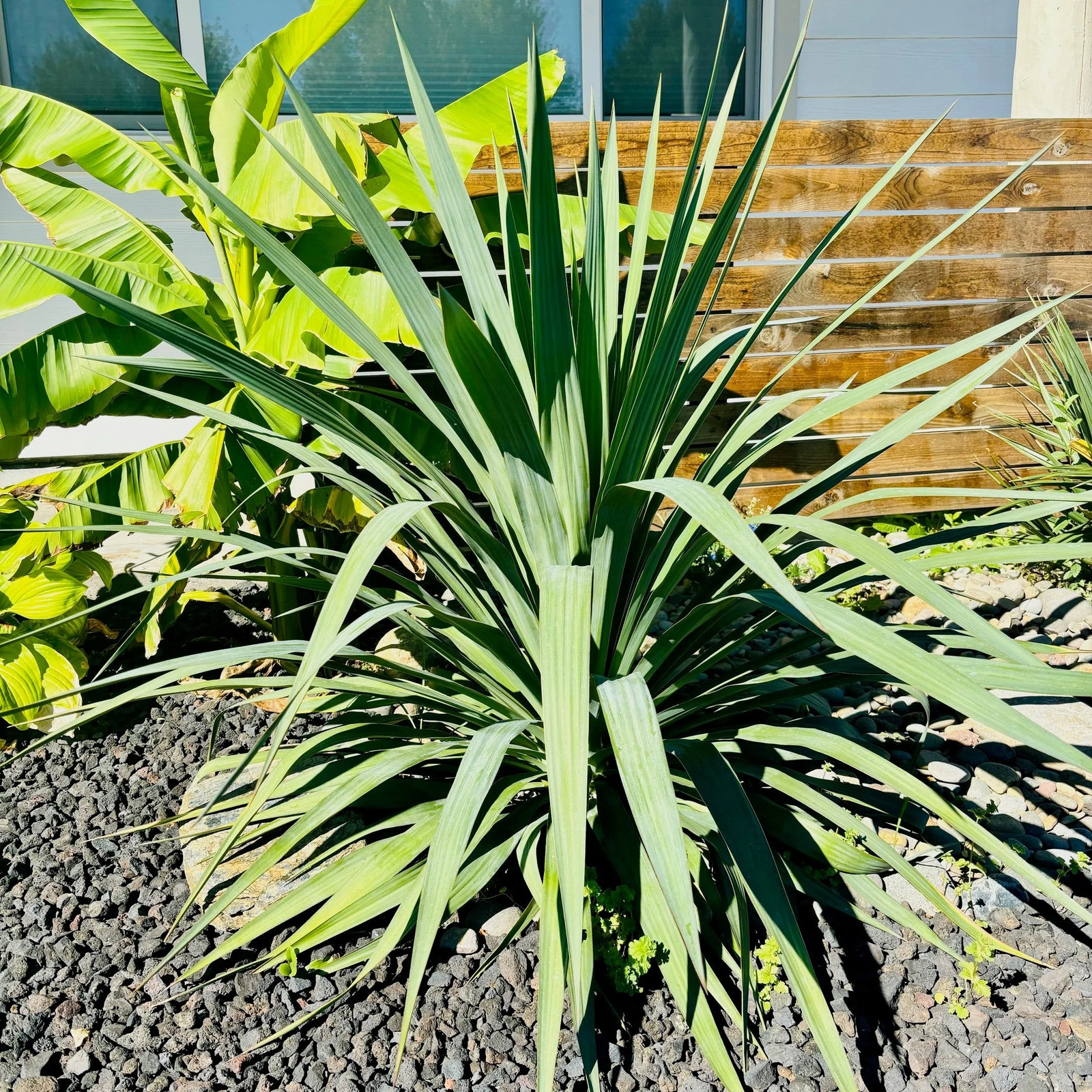Yucca recurvifolia ‘OR’ – Curved Leaf Yucca COLD HARDY