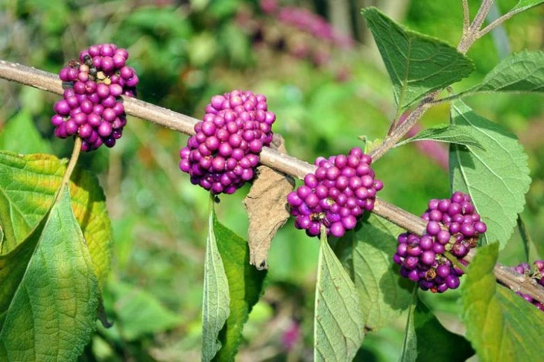 American Beautyberry “Callicarpa americana” 1 Live Plant in 3.5 Inch Pot