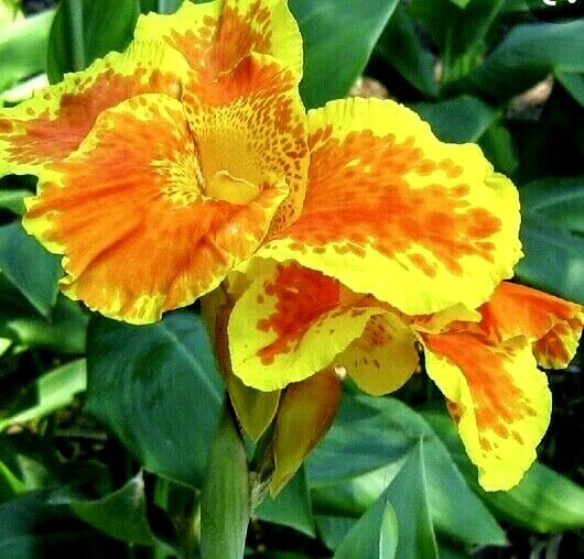 Three Healthy Bulbs CANNA LILY Indian Shot ( Red Orange Rhizomes) bare rooted