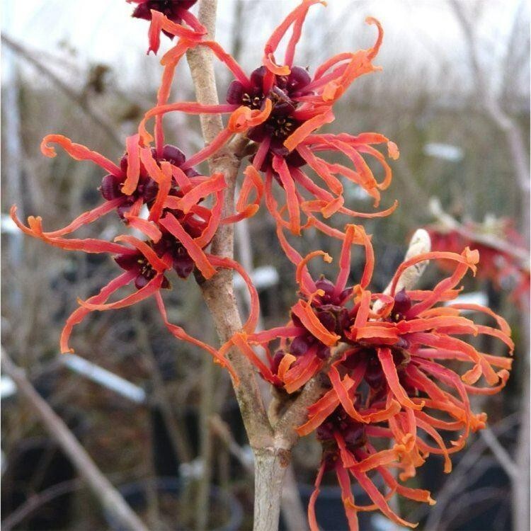10 FIRE CHARM WITCH HAZEL SEEDS – Hamamelis x intermedia