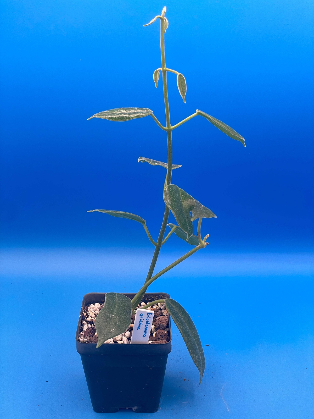 Hoya Ariadna Fully Rooted Grown In 3.5″ pot – Eriostemma Ariadna