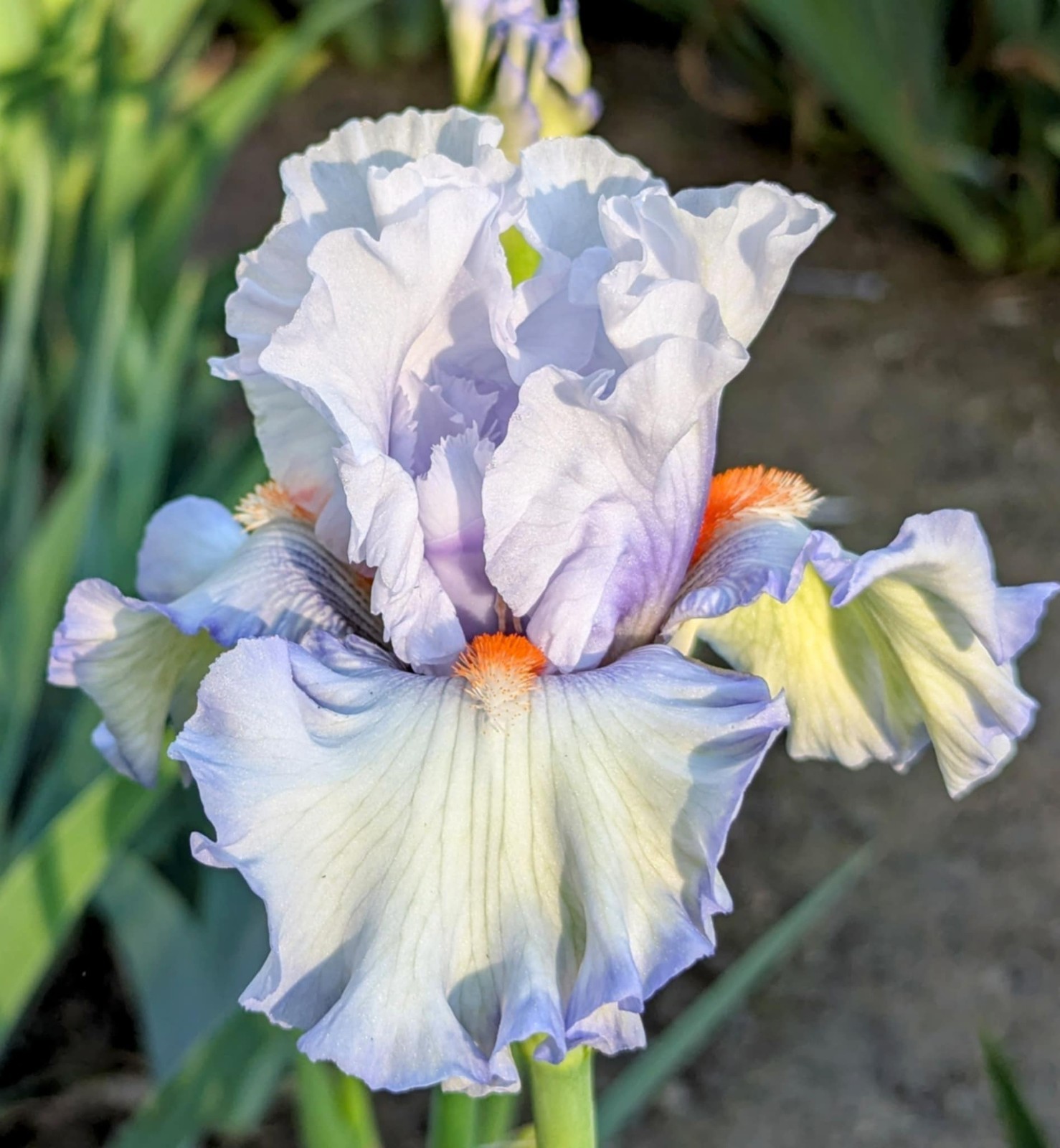 ‘Waterline’ Tall Bearded Iris Rhizome PRE-SALE to Ship Aug/Sept