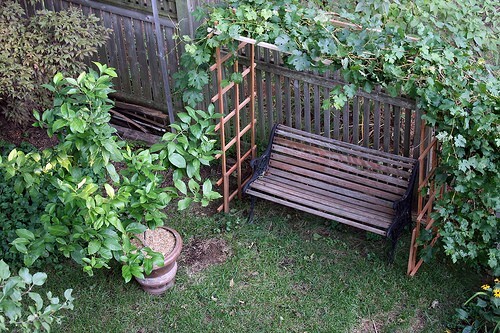 CONCORD GRAPE VINE CUTTINGS- QTY 15 ORGANIC ALL PURPOSE FOR TABLE, JUICE & JELLY