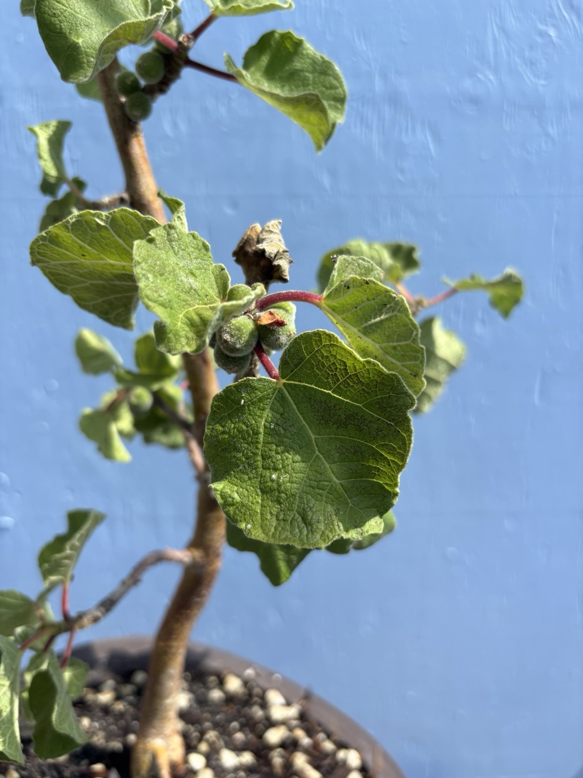 Ficus Tettensis