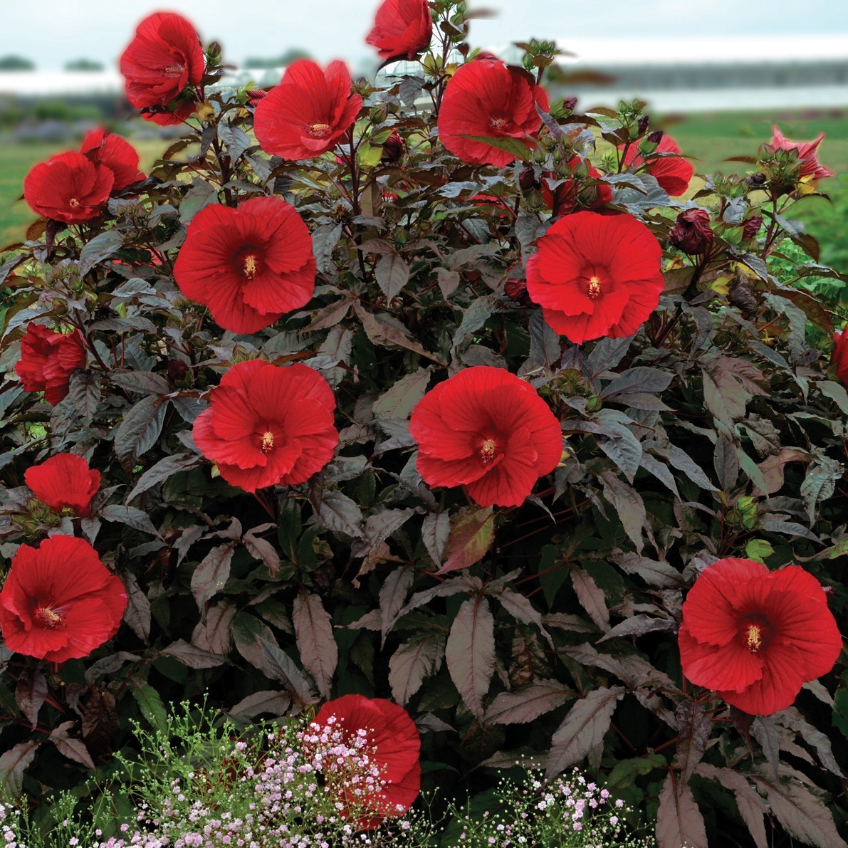 bush hibiscus MIDNIGHT MARVEL red flower hardy 2.5″ pot = 1 Live Potted Plant