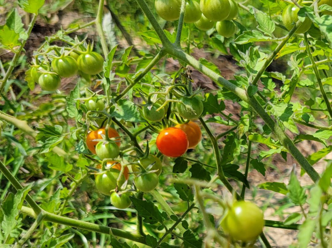 Matt’s Wild Tomato | 25 Seeds | Solanum Lycopersicum | Cherry Tomato | Flavor