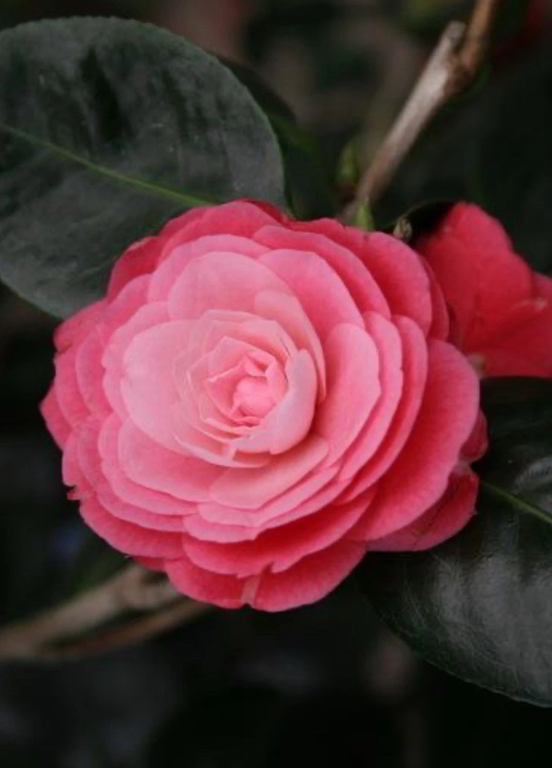 April Kiss**Camellia Japonica–Live Rooted STARTER Plant