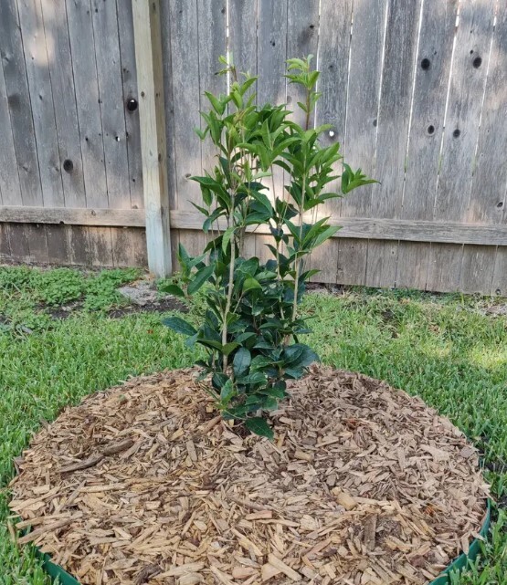 Fragrant Tea Olive Tree 3Gallon Outdoor Evergreen Osmanthus Fragrans Garden Tree