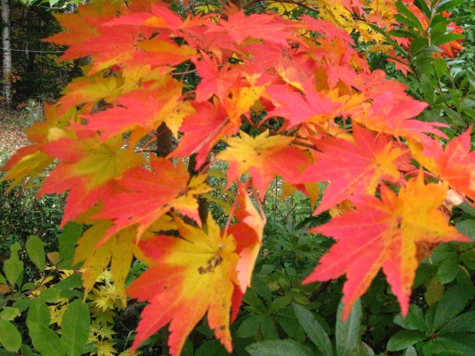 Korean Maple, Acer pseudosieboldianum, Tree Seeds (Showy, Fall Color, Fast)