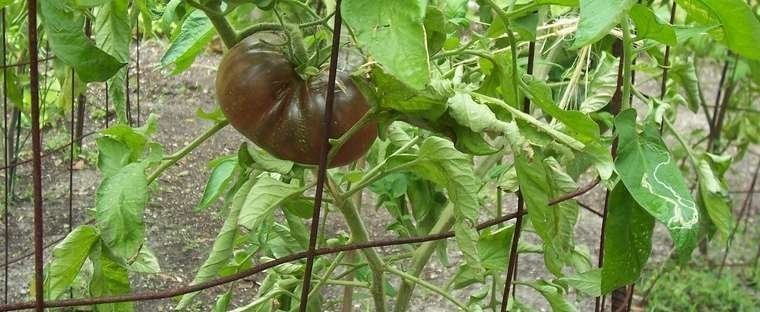 Black Brandywine Tomato Organic, Heirloom. 30 Seeds. Free Shipping!
