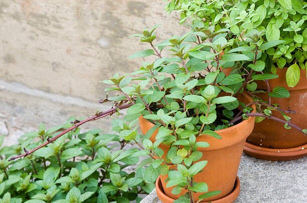 200 SWEET MARJORAM SEEDS | 2026 SALE FREE SHIPPING NON GMO HEIRLOOM