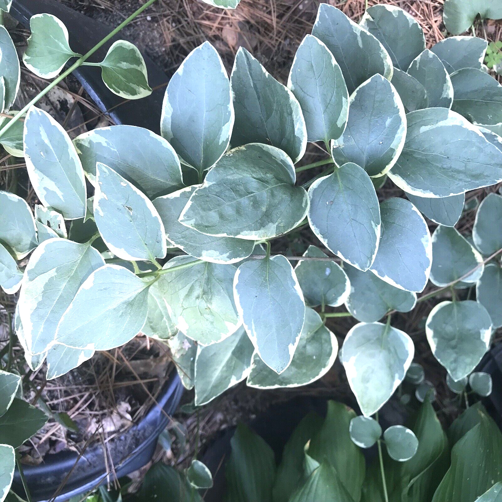 20 Variegated Vinca PeriwinkleTrailing Vine Starter Plants Purple BloomBare Root