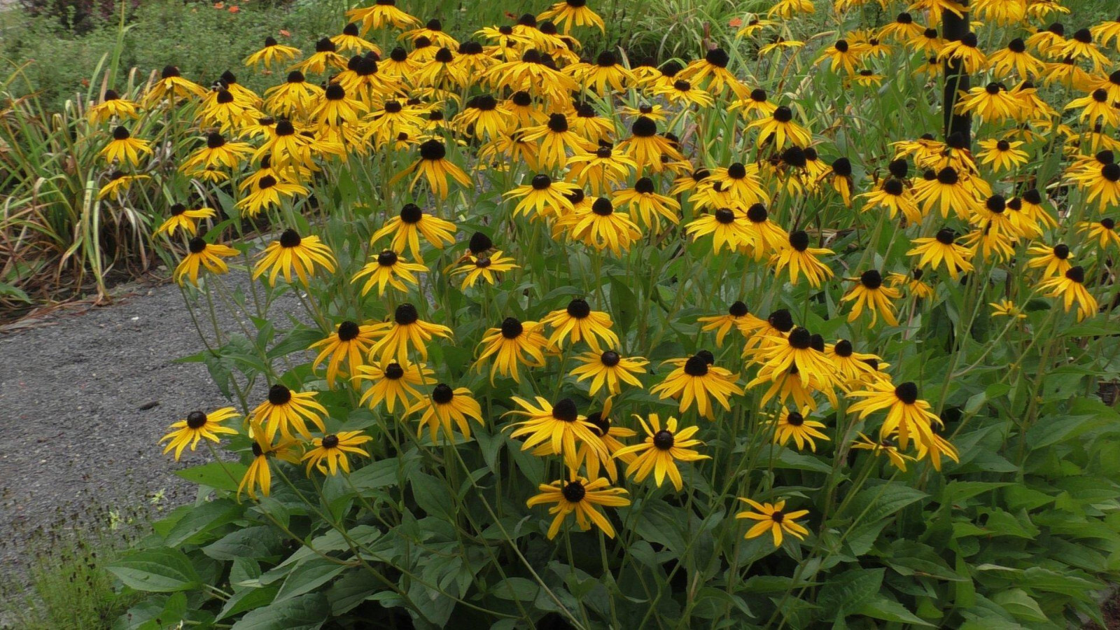 Black Eyed Susan Rudbeckia Goldsturm 15 Plants in 3-1/2 inch Pots