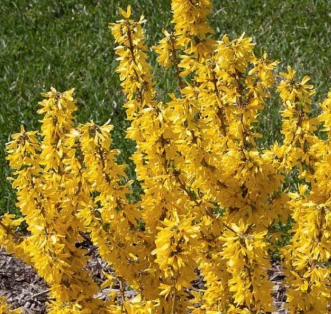 Forsythia – Buy One Get One Free – Mature 3+ Yr Old Plants / Size: 1+Gal
