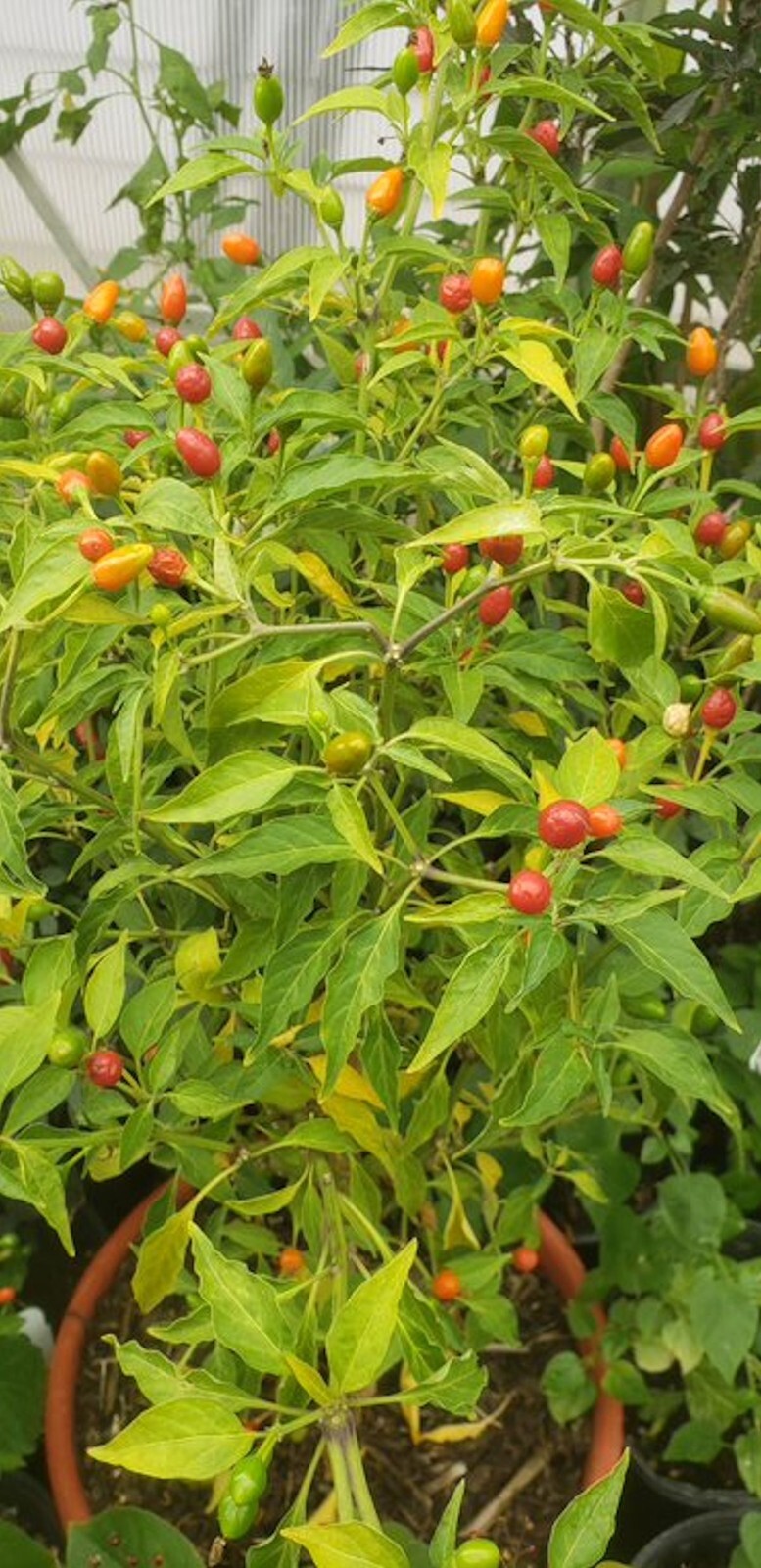 Vegetable Seeds -Hot Pequin Heirloom Chile Pepper -20 Seeds