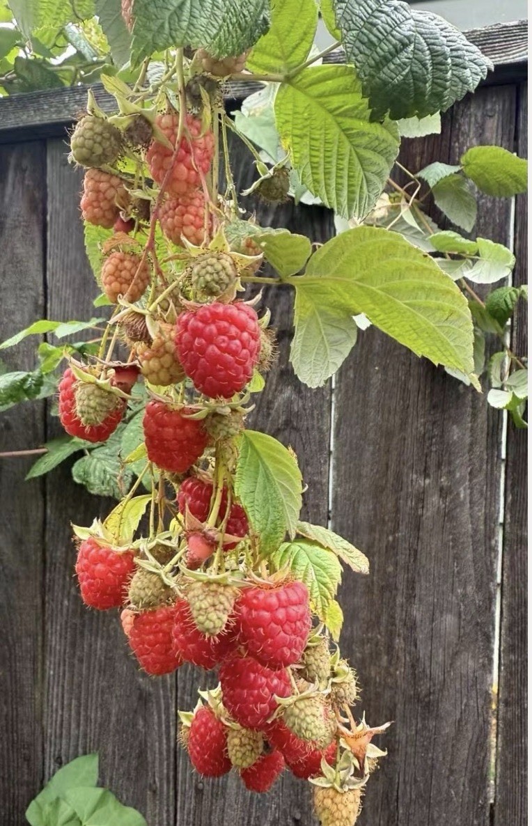Raspberry Plant, Edible Red Raspberries, Fruits & Fruit Trees, Red & Green