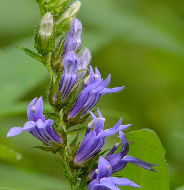 Giant blue lobelia 253 SEEDS, LOBELIA SIPHILITICA hardy, EZ to grow, USA seller