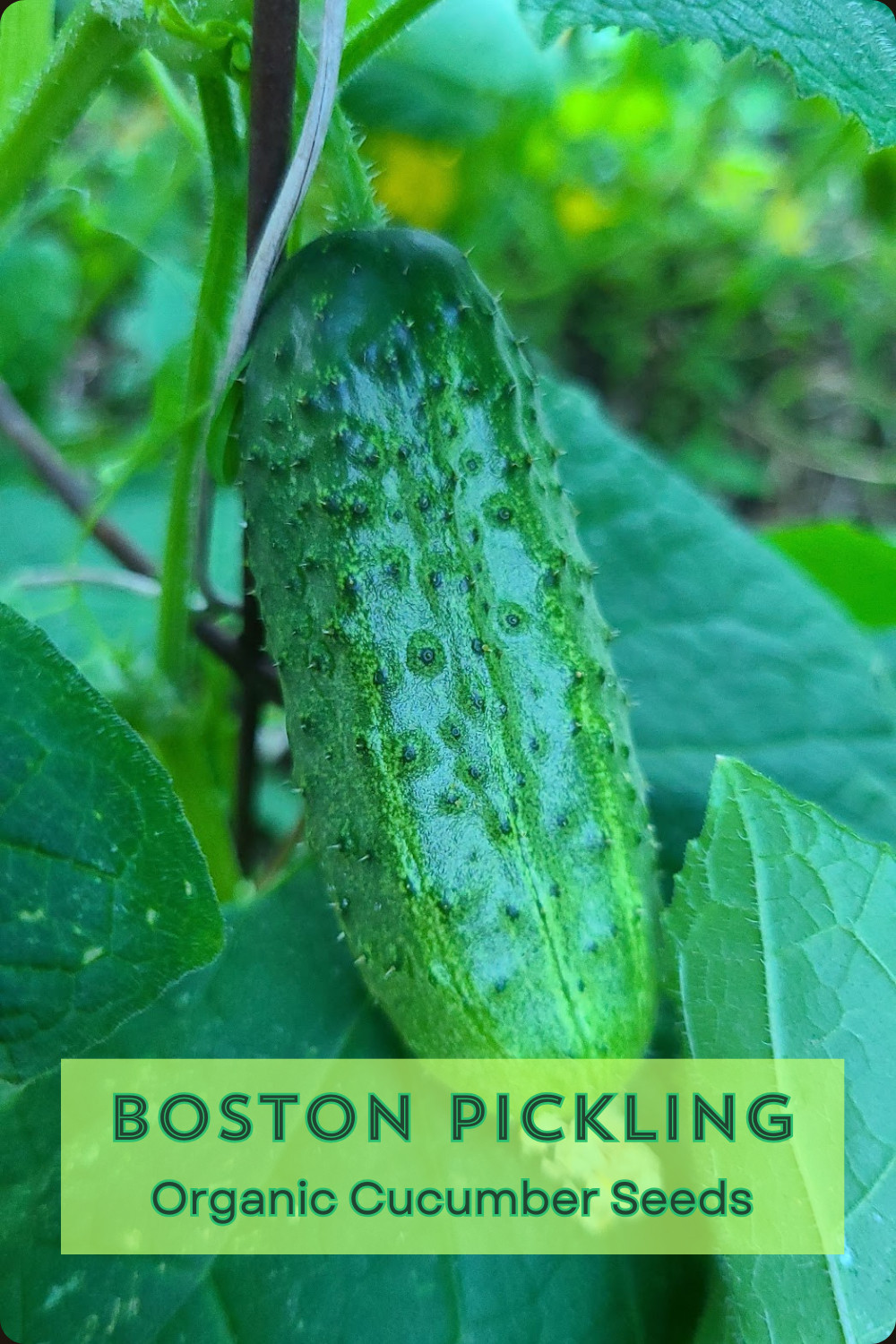 SUMMER SURVIVAL GARDEN ⭐ Homestead Collection ⭐ 18 Heirloom Herb & Veggie Seeds