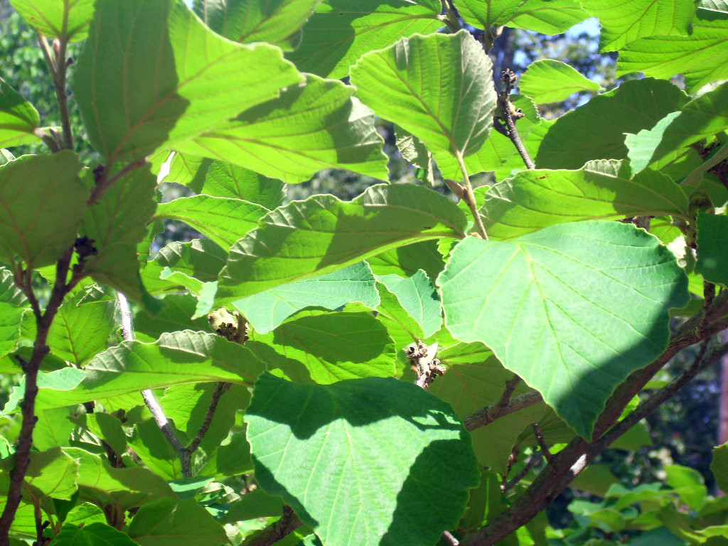10 PALLIDA WITCH HAZEL SEEDS – Hamamelus mollis “Pallida”