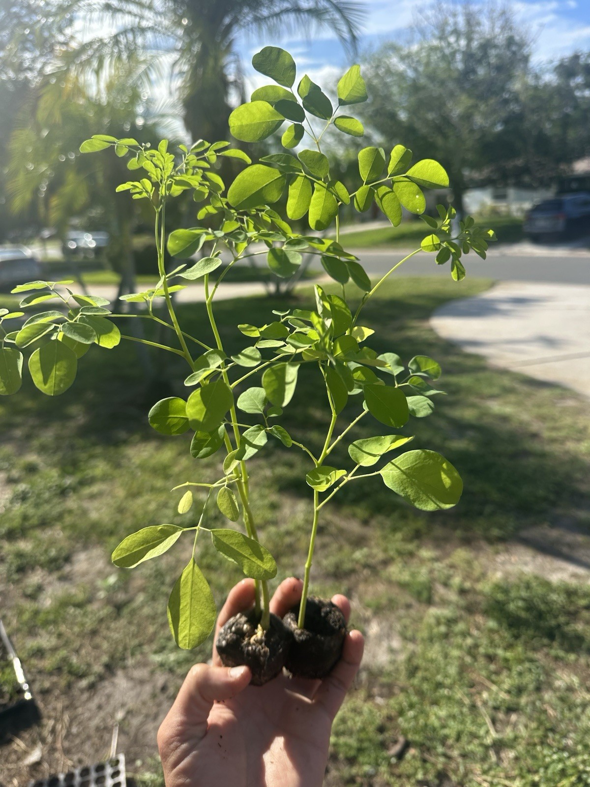 2 Live Moringa Seedlings Fast Growing Outdoor Full Sun Green Plants 2 Pack