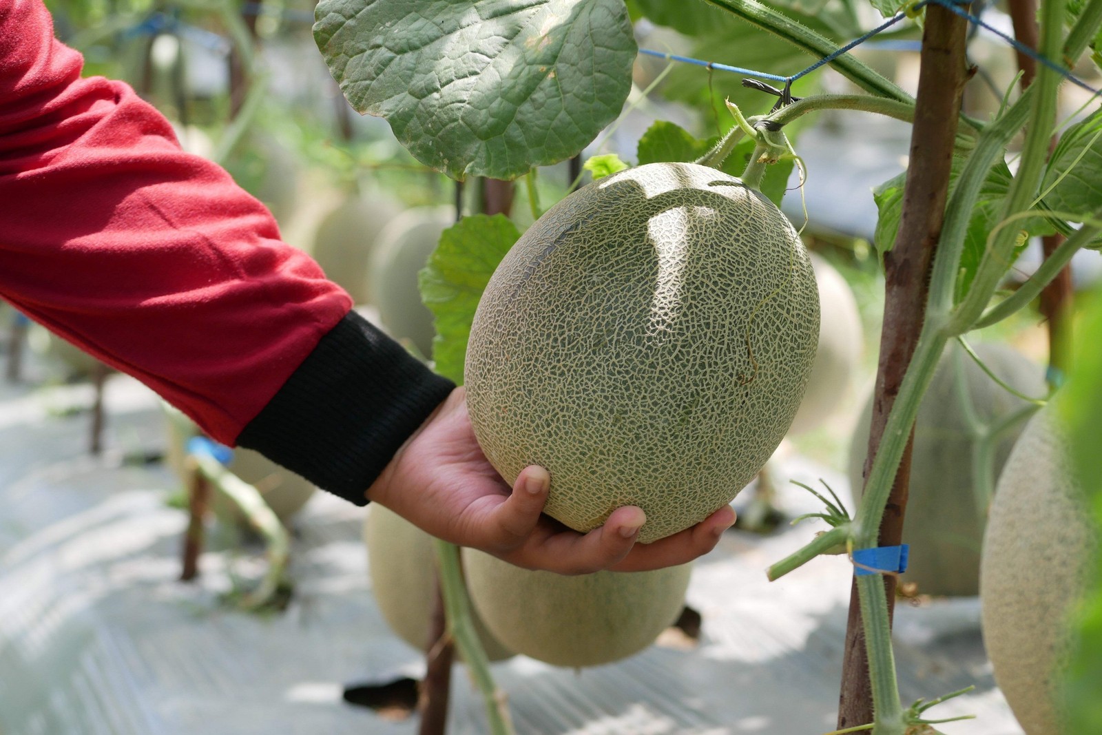 200 HALE’S BEST JUMBO CANTALOUPE Orange Muskmelon Cucumis Melo Melon Fruit Seeds