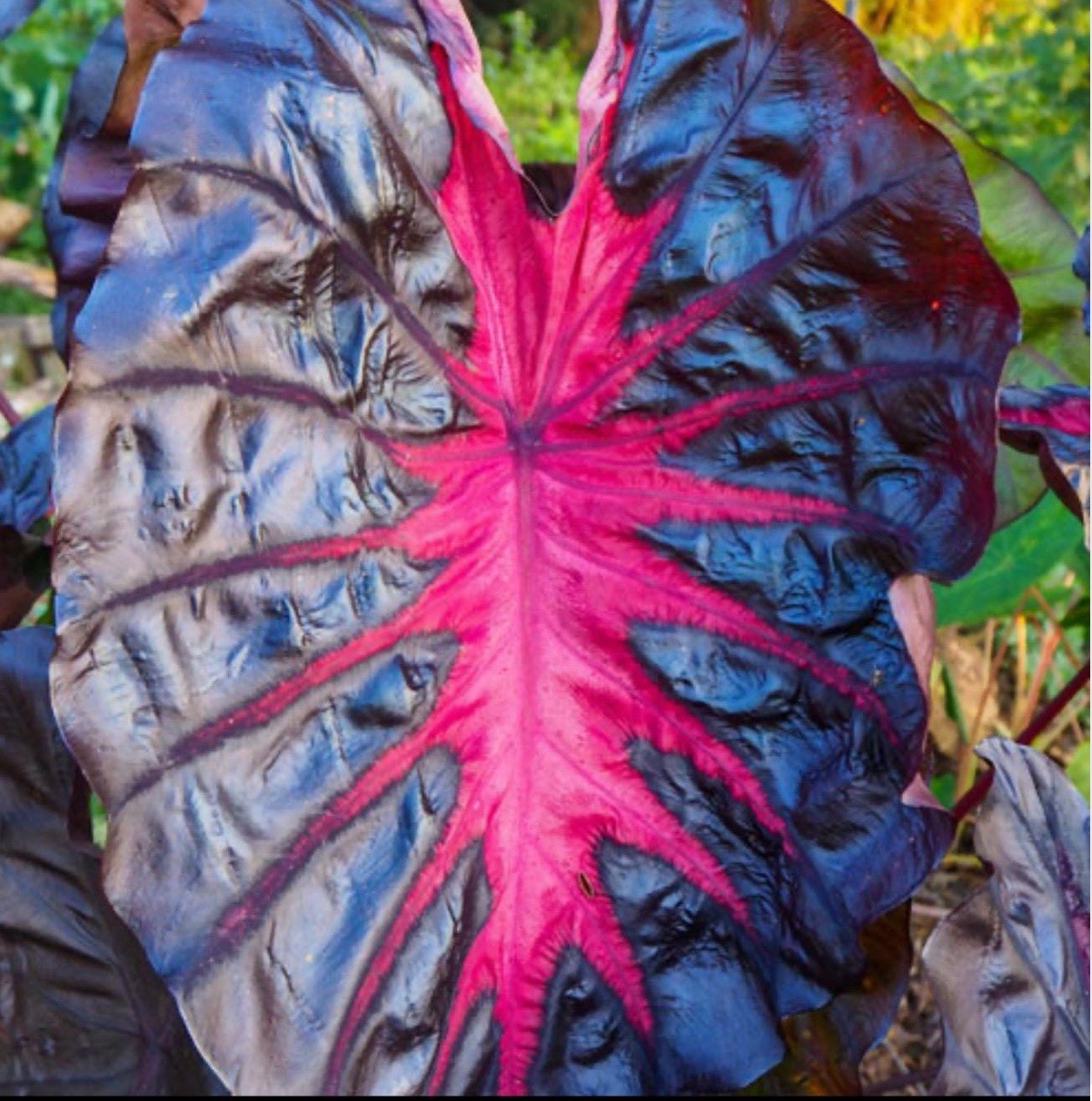 Redemption – Colocasia esculenta- Elephant Ear – SMALL ROOTED STARTER Plant