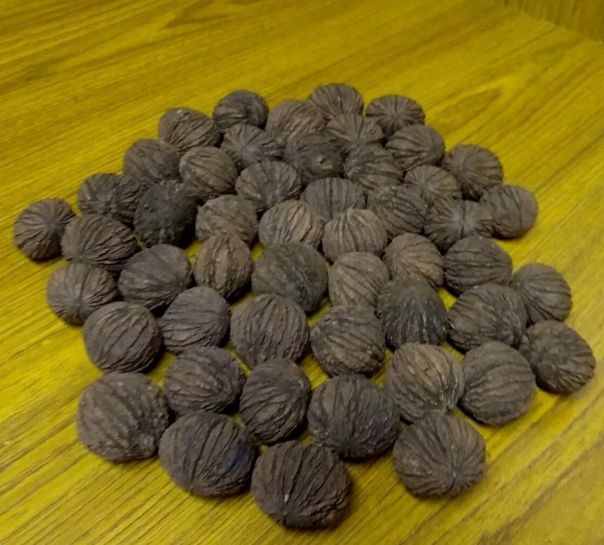 BLACK WALNUTS 3 LB Seed Nuts Fresh 2025 Harvest Naturally Farm Grown in Missouri