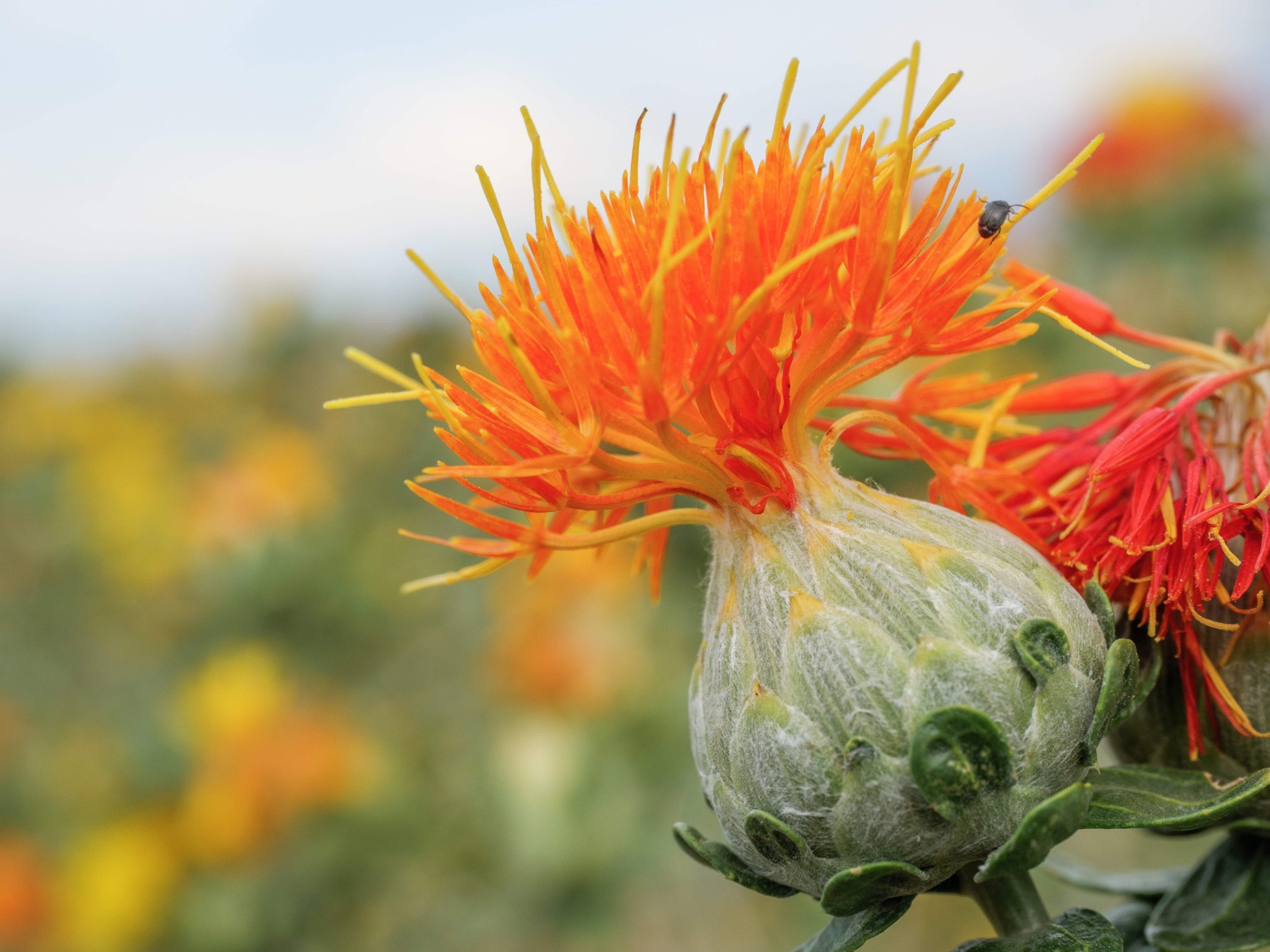 300 SAFFLOWER Saffron Carthamus Tinctorius Yellow Orange Flower Seeds *Comb S/H