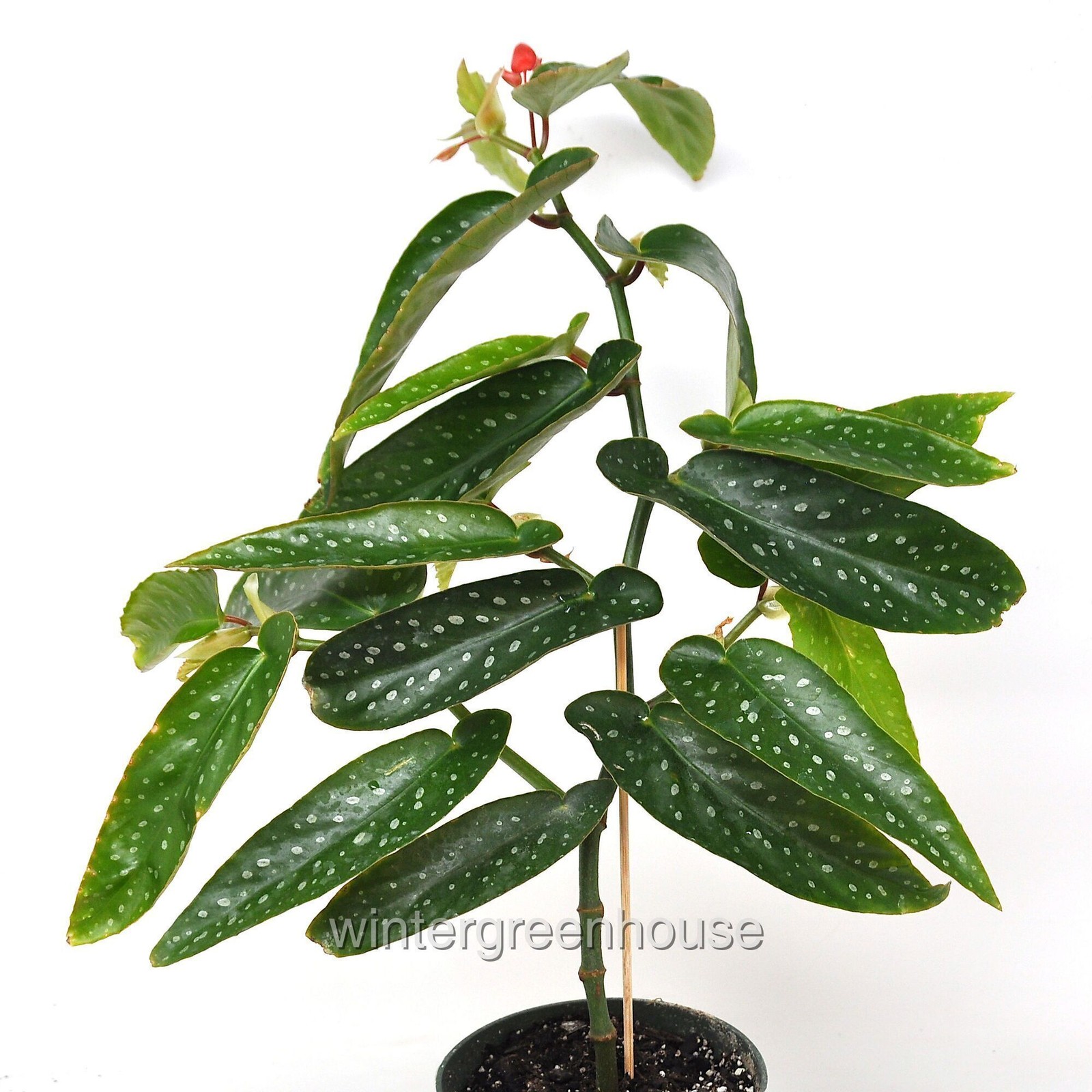 Begonia maculata Tamaya, Bamboo Cane Begonia, Container Size: 4.5″