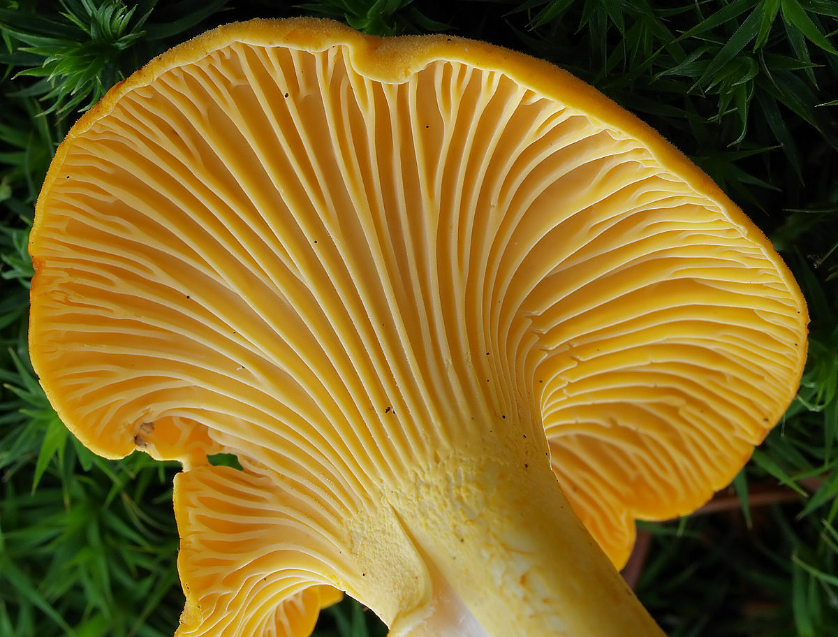 Seeds Mushroom Chanterelle Yellow Mycelium Spawn Spores Organic Ukraine