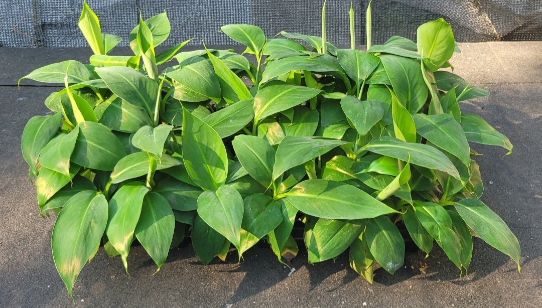 Banana Musa Basjoo Live Starter Plant