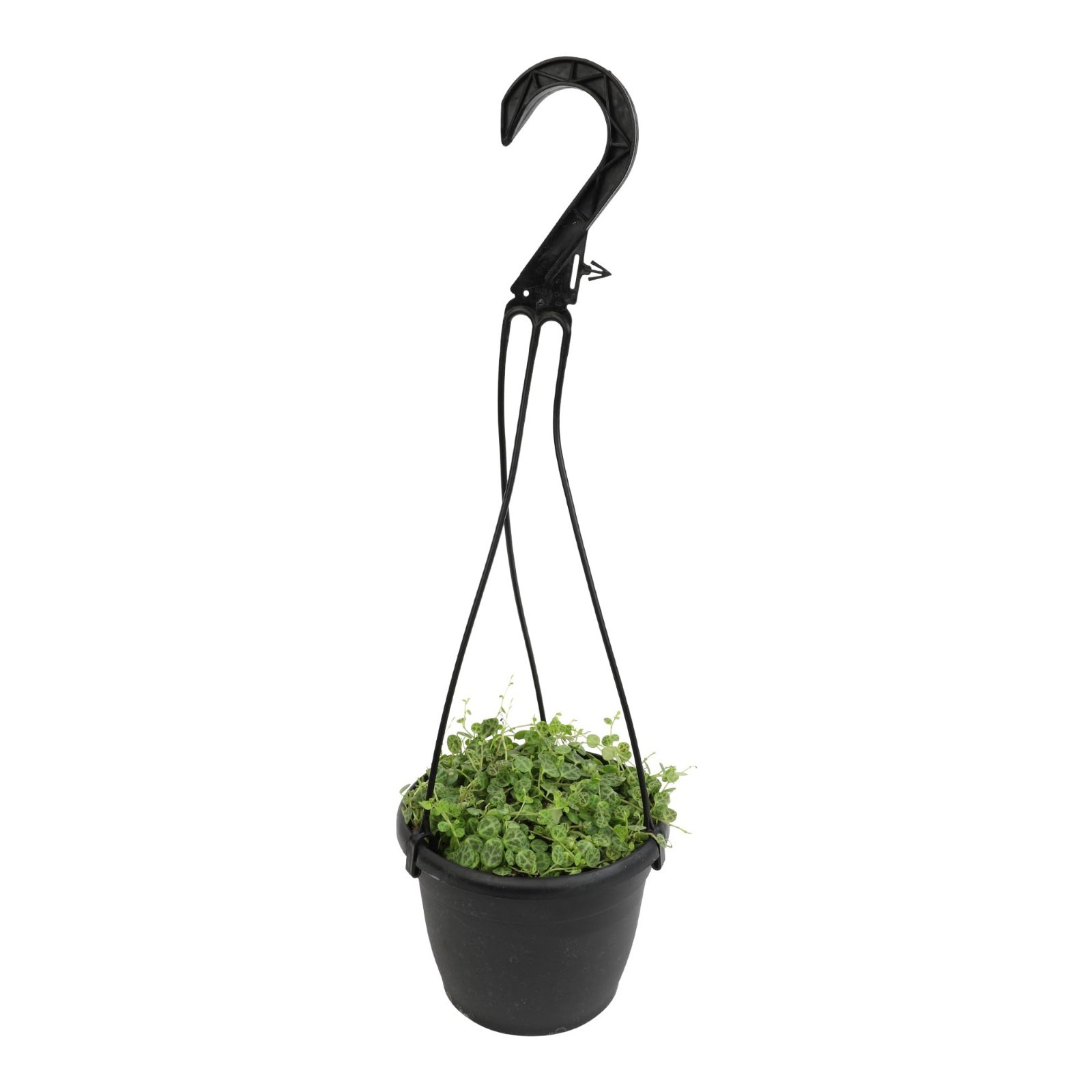 Live String of Turtles Plant – Pet Friendly Indoor Hanging Basket, Non-Toxic Suc