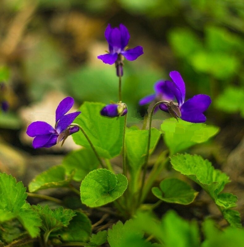 10 Rhizomes (Bulbs) of Viola Sororia (Blue Violet,Wood Violet,Hooded Violet)