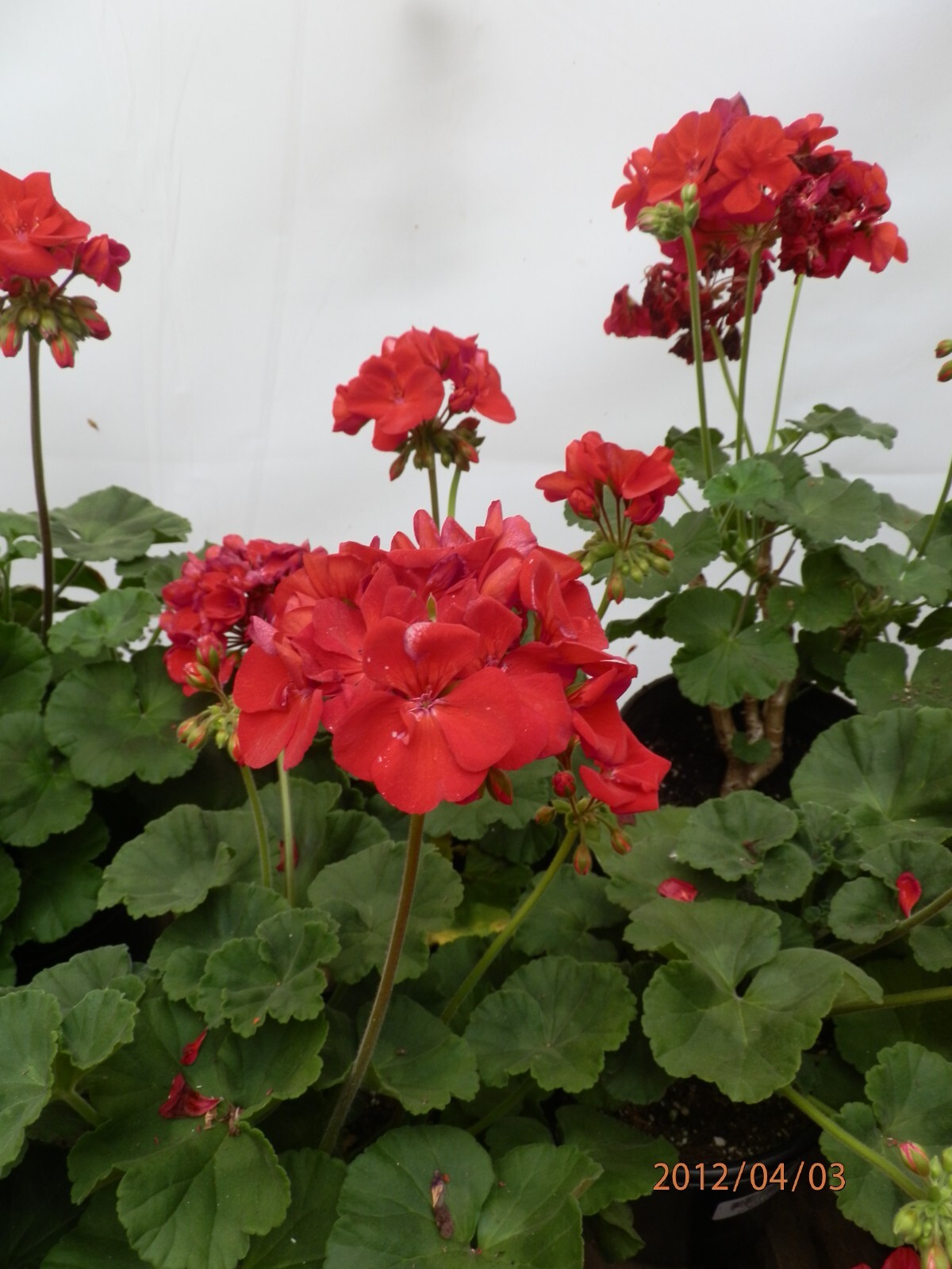 Presto Dark Red Blooming Geranium Plant