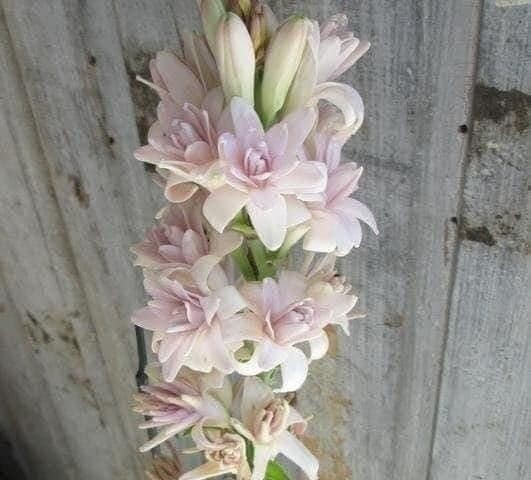 2 “Pink Sapphire” Double Polianthes Tuberose Bulbs – Top Size – US Seller