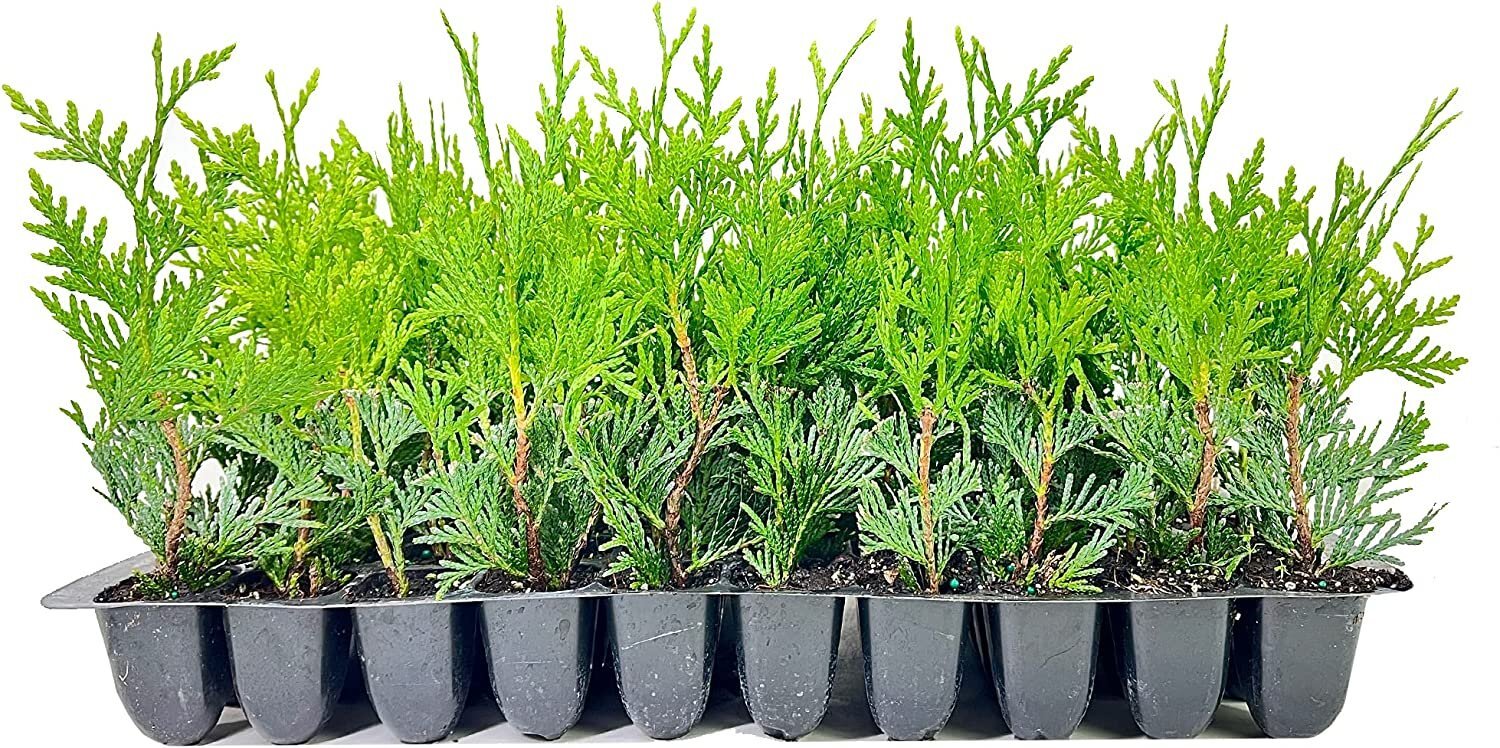 Green Giant Arborvitae | 10 Pack | Thuja Plicata | Evergreen Plant Privacy…