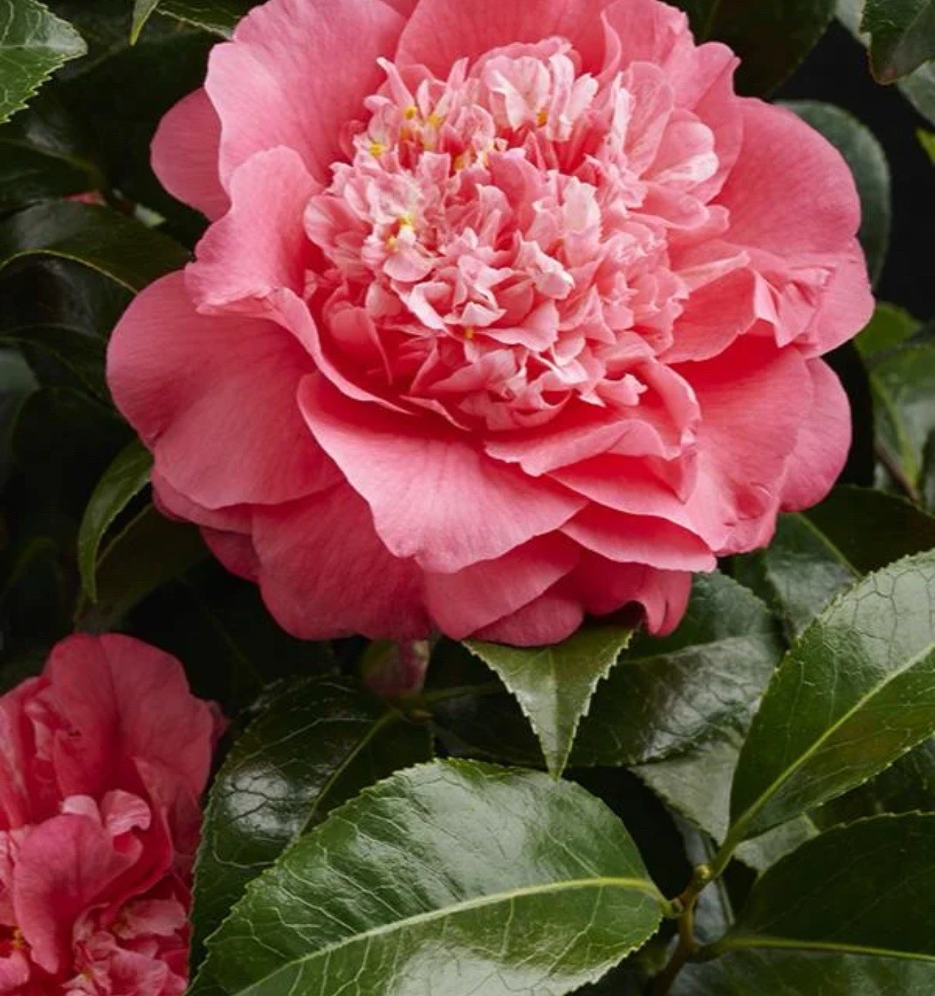 Kumasaka ~~Camellia Japonica–Live STARTER Plant–VERY UNIQUE BLOOMS!